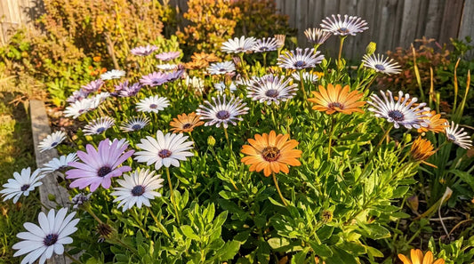 Cape daisy (osteospermum) in full bloom in a sunny garden border