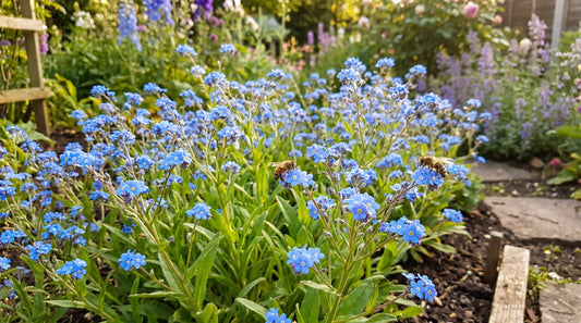 How to grow cape forget-me-not: Anchusa capensis in full blue bloom with a bee in a cottage garden