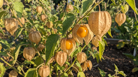 Cape Gooseberry husk cherries with golden berries inside papery lantern husks