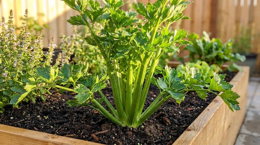 Lush full-grown celery plant with crisp green stalks growing in a sunny garden bed