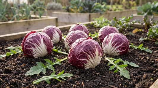 Mature radicchio-type chicory heads growing in a garden