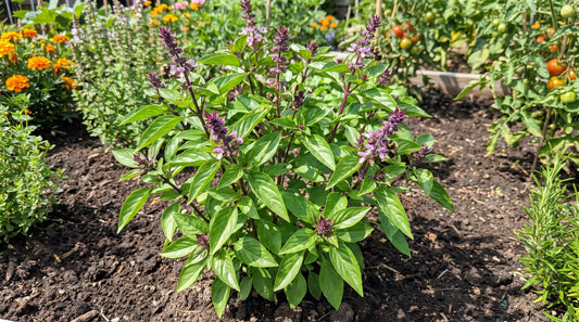 Healthy cinnamon basil plant with purple stems growing in a sunny garden