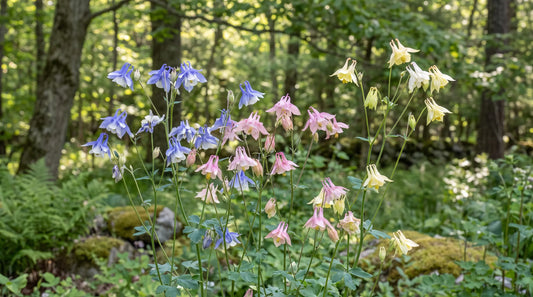How to grow columbine: Aquilegia in bloom at a woodland edge