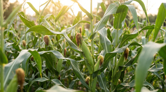 Block planting of sweet corn with ripe ears in a sunny garden