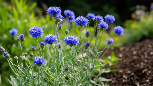 Tall blue cornflowers (bachelor's button) blooming in a sunny garden bed