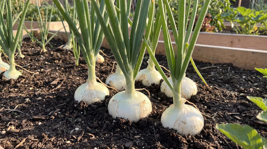 Crystal White Wax onions growing in a sunny garden
