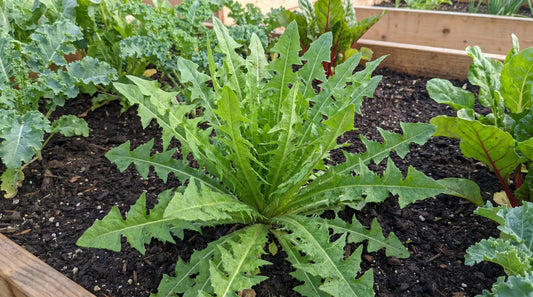 How to grow dandelion: a lush Italian dandelion green with deeply toothed leaves in a garden bed