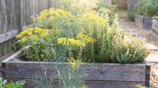 Full-grown dill plant with feathery foliage and yellow flower umbels in a sunny raised-bed garden