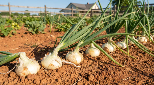 Early Texas White onions growing in a sunny Southern garden