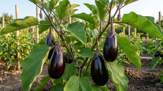 How to grow eggplant: full-grown Black Beauty eggplant plant with glossy purple fruit in a sunny garden