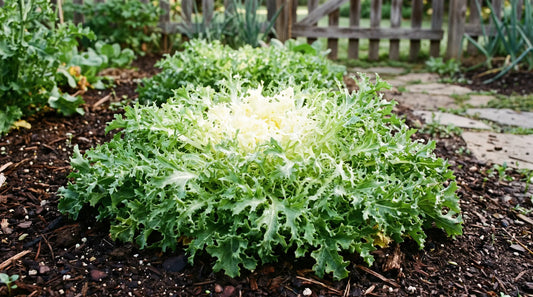 How to grow endive: a mature curled frisee endive plant in the garden