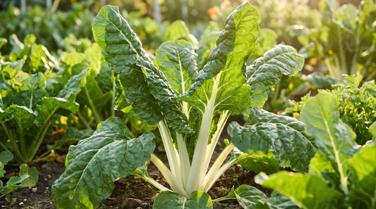 Fordhook Giant Swiss chard plant