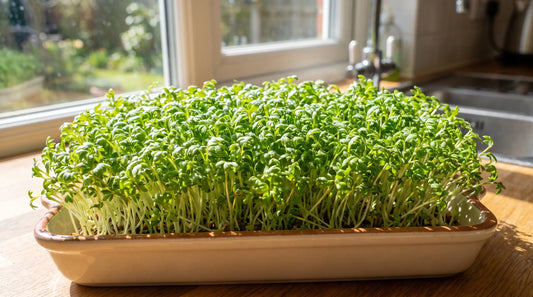 How to grow garden cress: a lush windowsill tray of curled cress leaves