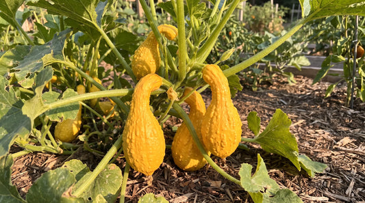 Golden Crookneck summer squash plant with curved golden-yellow fruit