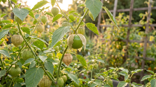 Grande Rio Verde tomatillo with papery husk splitting open on the vine