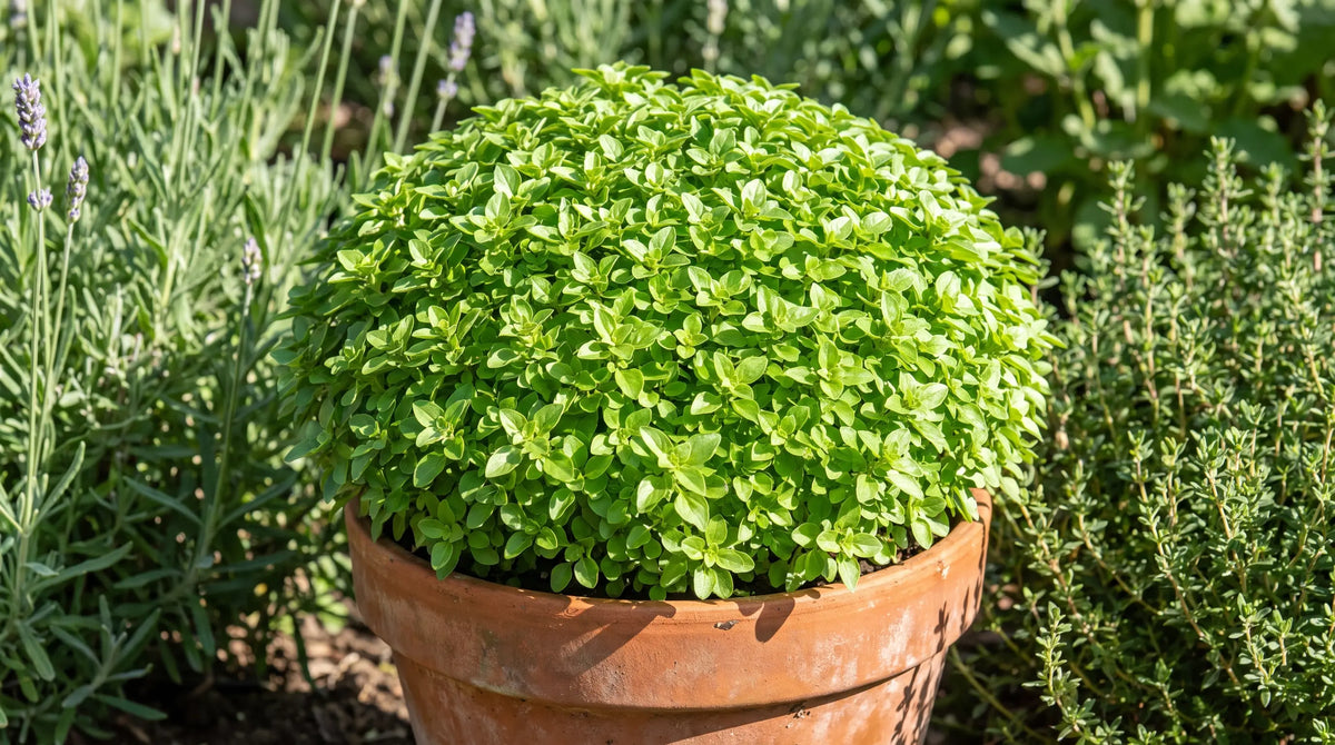 Compact Greek dwarf basil forming a tidy green globe in a garden pot