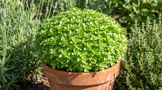 Compact Greek dwarf basil forming a tidy green globe in a garden pot