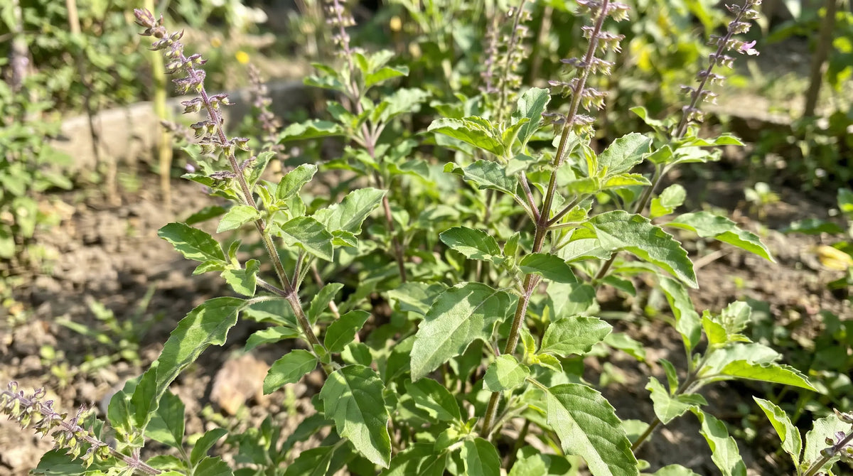 Holy basil (tulsi) with purple flower spikes growing in a sunny garden