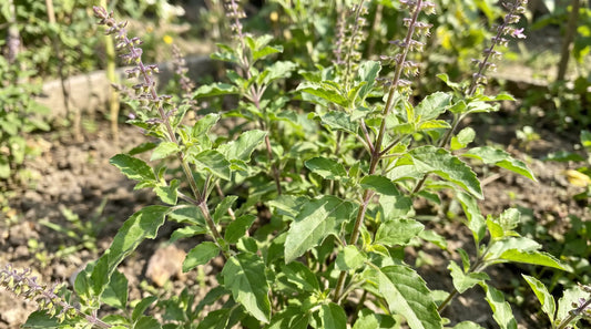 Holy basil (tulsi) with purple flower spikes growing in a sunny garden