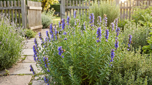 Hyssop plants with blue flower spikes and honeybees in a cottage garden