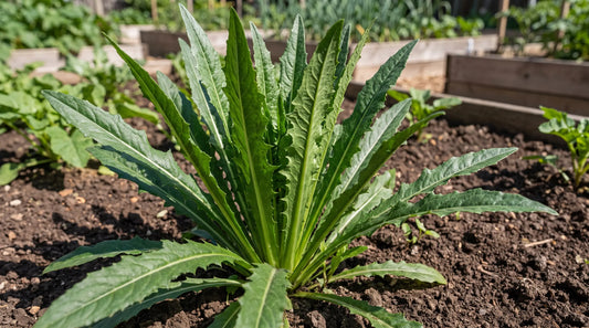 Healthy Italian Dandelion (Catalogna chicory) greens growing in a sunny garden