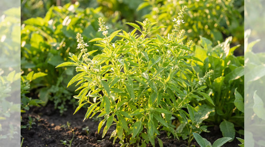 A full-grown lemon basil plant with slender green leaves in a sunny garden