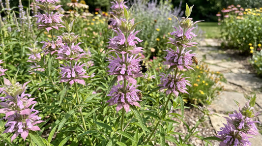 Lemon mint (Monarda citriodora) with lavender-pink flower whorls and a bee