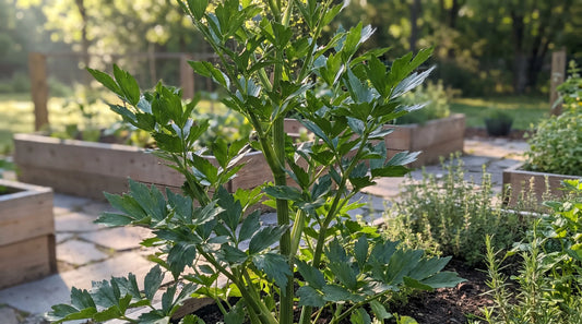 Large mature lovage plant with celery-like leaves growing tall in a garden