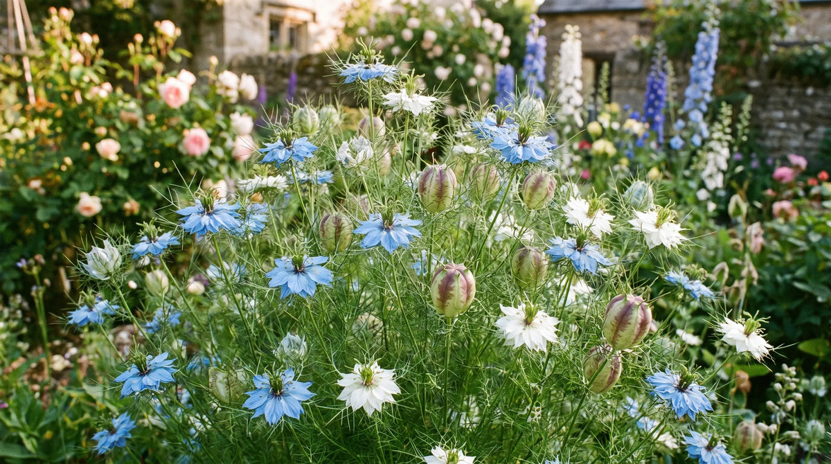 Love-in-a-Mist in full bloom with blue flowers surrounded by ferny foliage in a sunny garden.