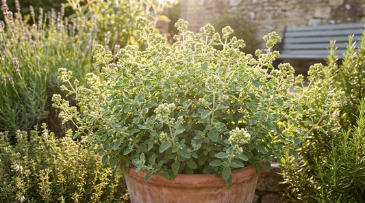 How to grow marjoram: a healthy sweet marjoram plant in a sunny herb garden