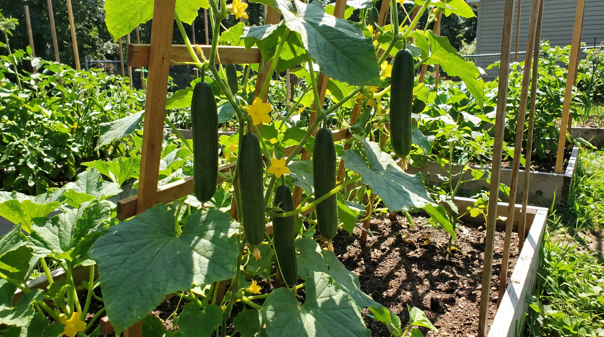 Healthy Marketmore 76 cucumbers growing on a trellis in a sunny garden