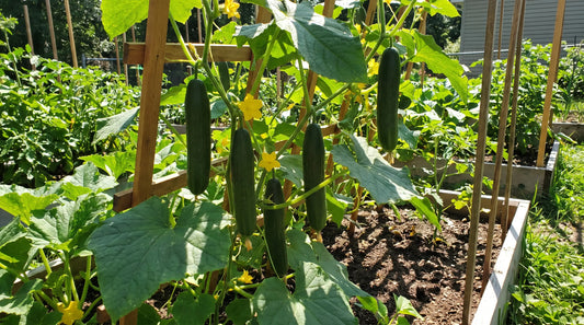 Healthy Marketmore 76 cucumbers growing on a trellis in a sunny garden