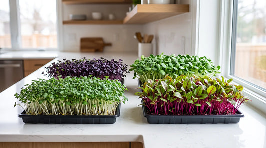 Trays of colorful broccoli, radish, beet, and sunflower microgreens at harvest on a kitchen counter
