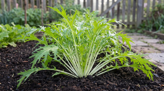 How to grow mizuna: a lush clump of feathery Japanese mizuna in the garden