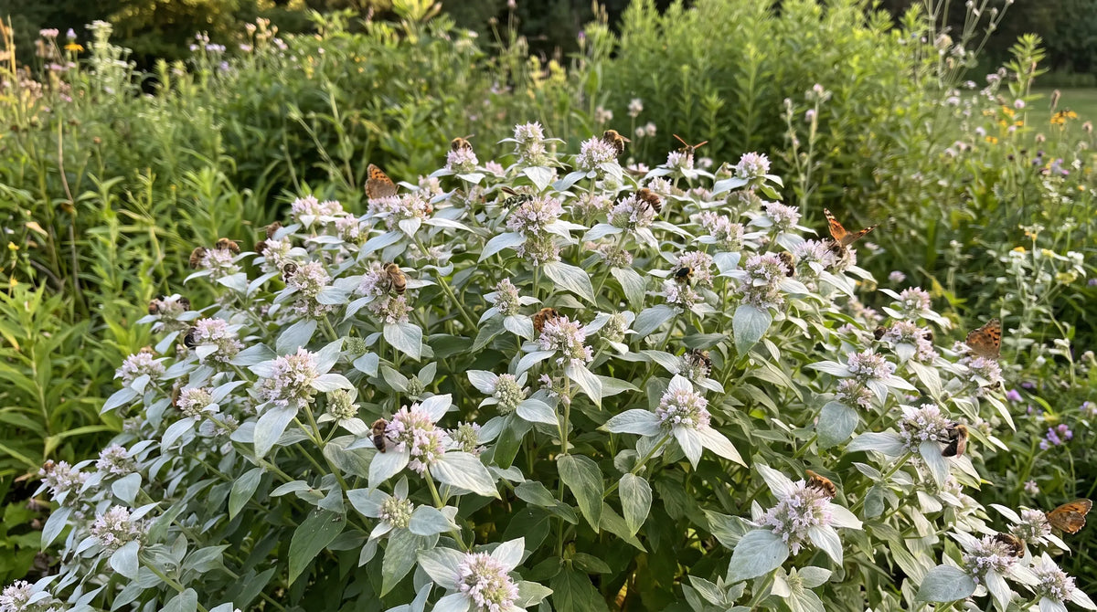 Mountain mint in full bloom covered with bees and butterflies in a garden