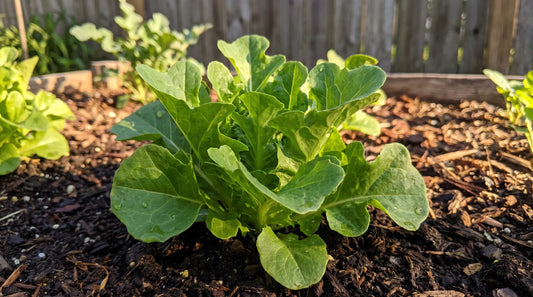 A healthy Oakleaf Green loose-leaf lettuce with oak-shaped green leaves in a sunny garden