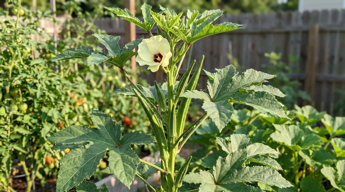 How to grow okra: a tall okra plant with flower and pods