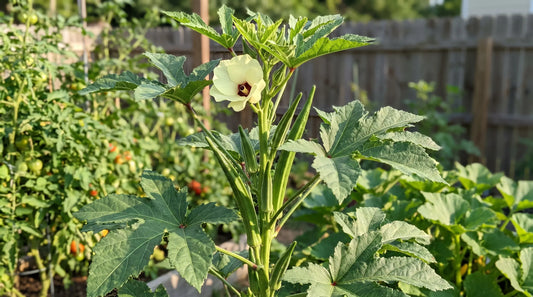 How to grow okra: a tall okra plant with flower and pods