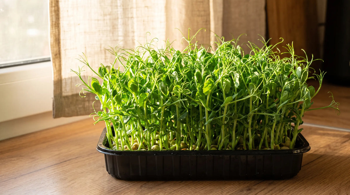 Pea microgreen shoots at harvest stage in a tray