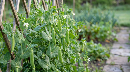 Pea plants climbing a trellis with green pods in a spring garden