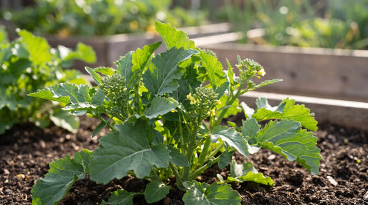 How to grow broccoli rabe (rapini): a mature rapini plant in a home garden