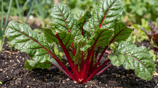 How to grow Ruby Red Swiss chard: glossy dark-green leaves on vivid ruby-red stems in a sunny garden bed