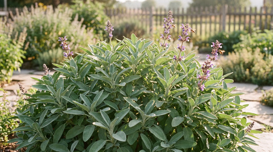 Mature garden sage plant with velvety silver-green leaves in the sun