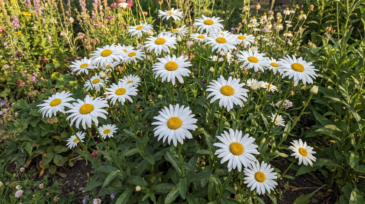 Classic white Shasta daisies with yellow centers blooming in a sunny garden bed