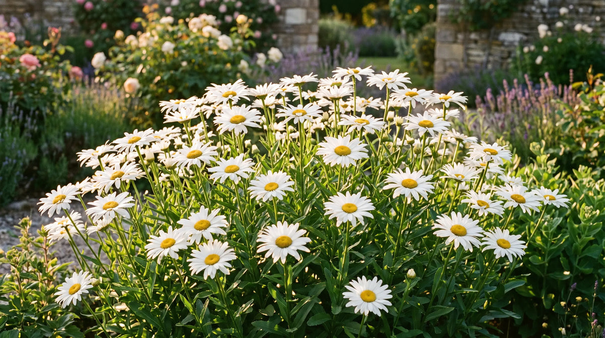 Clump of white Shasta Daisy 'Silver Princess' flowers blooming in a sunny garden border