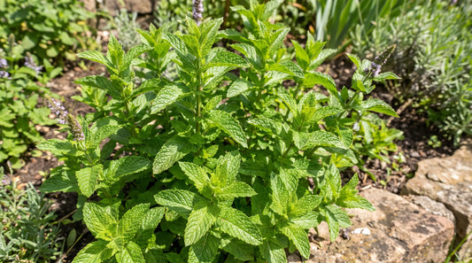 Lush green spearmint plant growing in a sunny garden