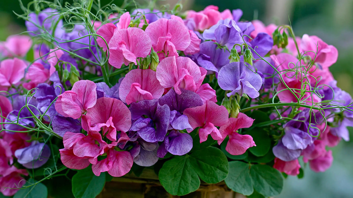 Sweet Pea Knee High Mix bushy plants in bloom