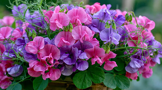 Sweet Pea Knee High Mix bushy plants in bloom