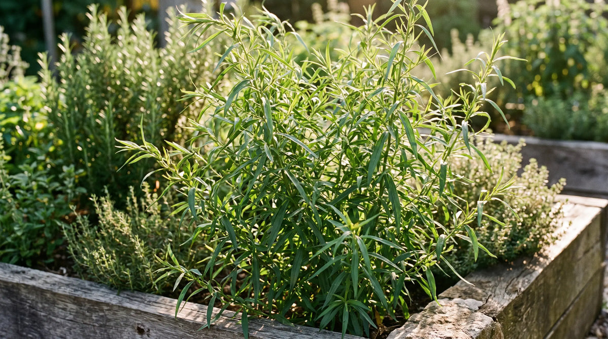How to grow tarragon: a bushy Russian tarragon plant thriving in a sunny herb garden