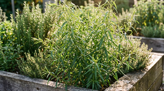 How to grow tarragon: a bushy Russian tarragon plant thriving in a sunny herb garden